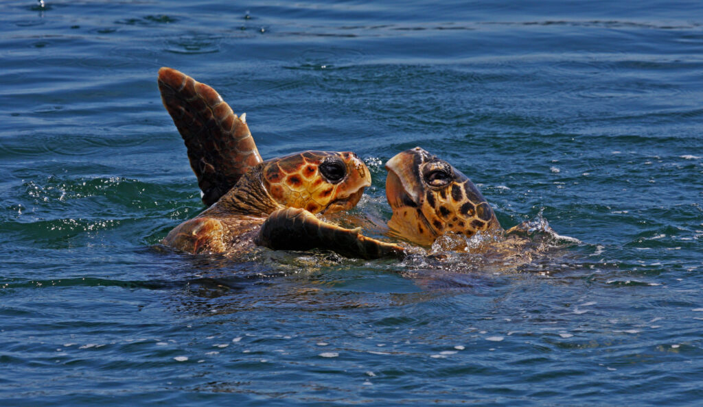 Loggerhead Turtles Zante